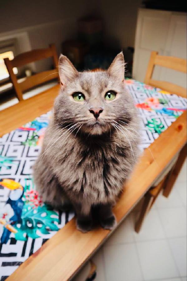 A Causa Del Nostro Problema Di Salute, Stiamo Cercando Una Famiglia Che Amerà E Si Prenderà Cura Dei Nostri Gatti🏡❣️